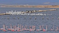 В преддверии Всемирного дня водно-болотных угодий Поморийское озеро примет посетителей бесплатно