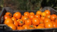 Новый болгарский сорт помидоров с мощными антиоксидантными свойствами