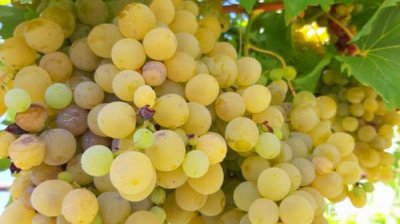 В Юго-Западной Болгарии начинается сбор винограда