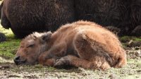 Новорожденный бизон – новый обитатель Софийского зоопарка