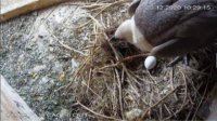 Есть надежда на спасение белоголовых сипов в Болгарии
