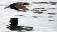 Сокращается число зимующих водоплавающих птиц в Болгарии