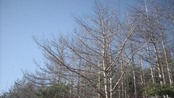 На горе Осогово вырубили леса из-за фотовольтаического парка